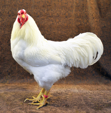 chantecler